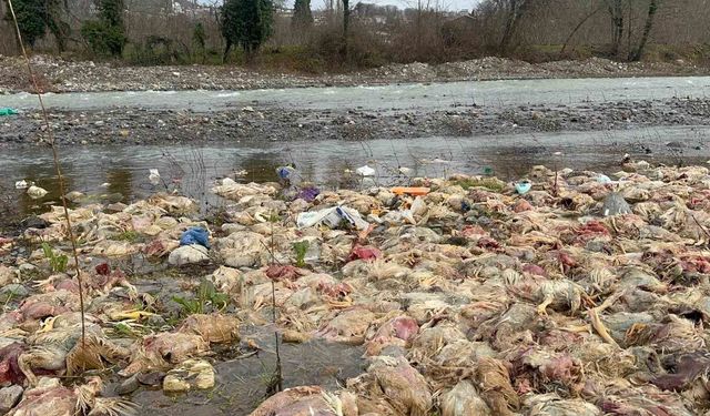 Alaplı'da çay yatağında onlarca tavuk ölüsü bulundu