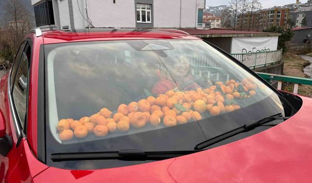 Artvin'de mandalina bereketi torpidoya taştı