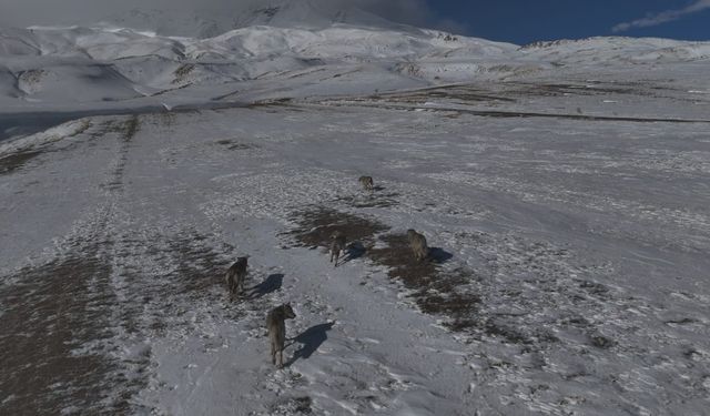 Aydınlar beldesinde kurt sürüsü görüntülendi