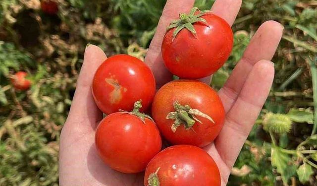 Balıkesir Büyükşehir Belediyesi, Ata Tohumları ile envanterini güçlendiriyor