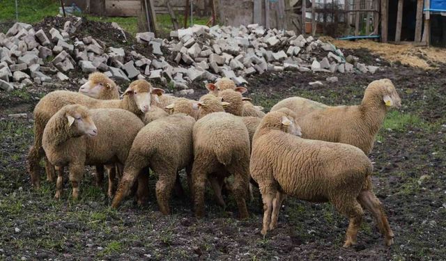 Balıkesir çiftçisine yüzde 100 hibeli damızlık desteği