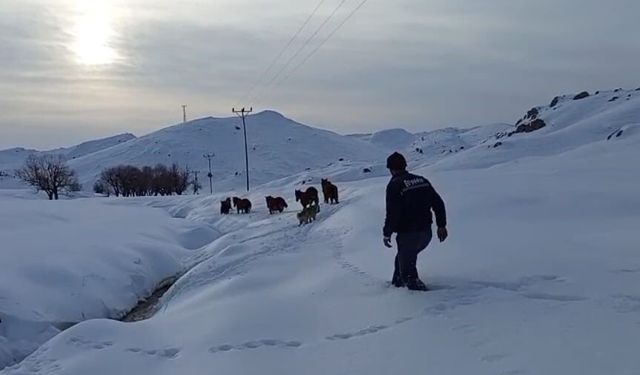 Batman'da dağda mahsur kalan 6 katır kurtarıldı