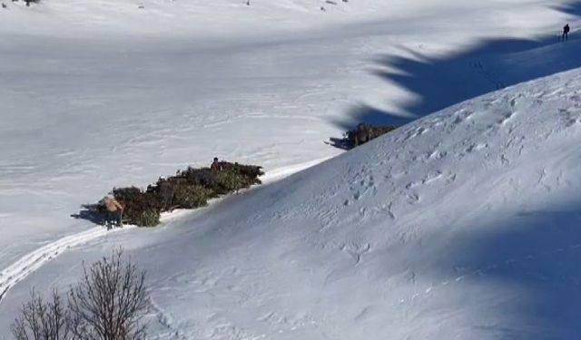 Bitlis'te hayvanlar için kızaklı yem mesaisi