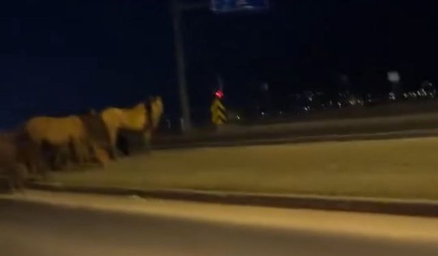 Bolu'da yılkı atları D-100'e indi: Orta refüjde otladılar