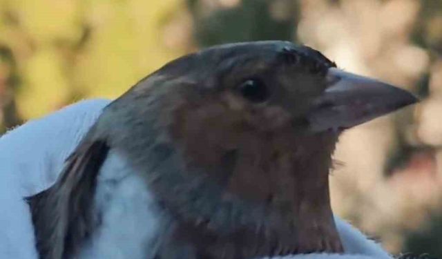 Çanakkale'de ispinoz tedavi sonrası doğaya salındı