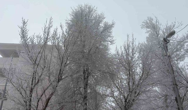 Diyadin'de yoğun sis etkili oldu