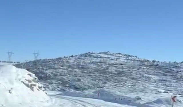 Diyarbakır'da aç kalan kurt ve domuz sürüsü yerleşim yerine indi