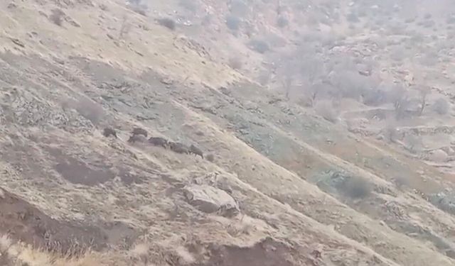 Diyarbakır'da domuz sürüsü görüntülendi