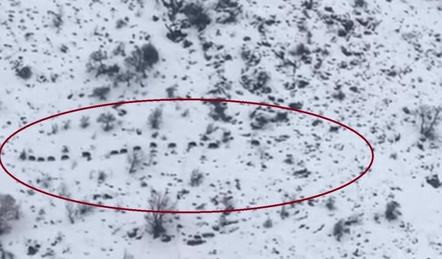 Diyarbakır'da sürü halinde gezen domuzlar görüntülendi
