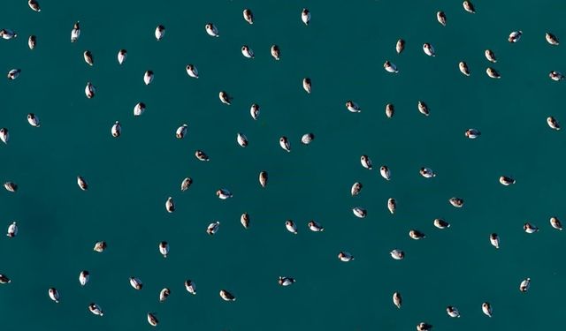 Elmabaş patka ördekleri Salda Gölü'nde havadan görüntülendi