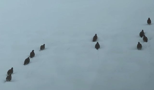 Erzincan'da keklik ve tavşan avı yasaklandı