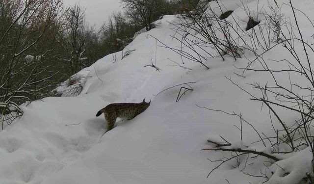 Erzincan'da vaşaktan kurda yaban hayatı kayıt altında