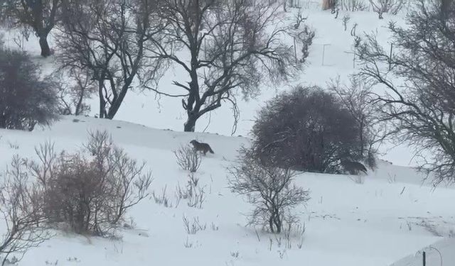 Gercüş'te aç kalan kurtlar, şehir merkezine indi