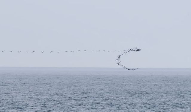 Göç yolundaki kuşların senkronize uçuşu Hopa'da görüntülendi