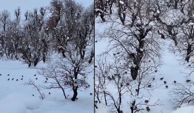 Hakkari'de onlarca keklik köye indi