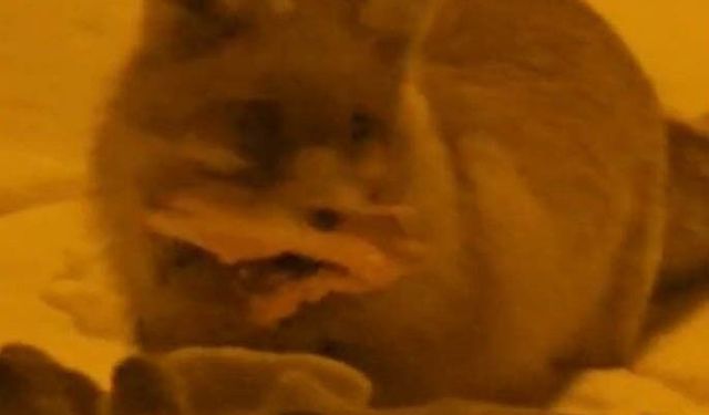 Hakkâri'de yerleşim alanına inen tilki kamerada