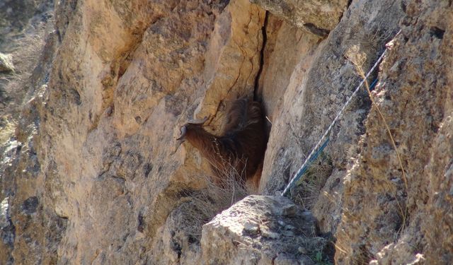Hasankeyf'te 5 gündür mahsur kalan keçi kurtarıldı