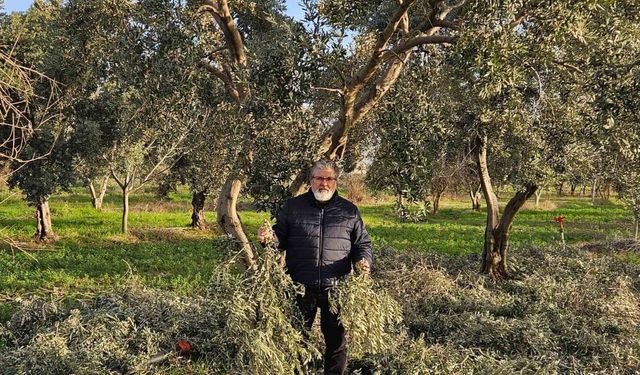 İncir ve Zeytin Bilimsel Araştırmalar Akademisi'nden yeni proje