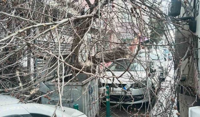 Kamyon çarptı, çınar ağacı araçların üzerine devrildi