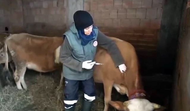 Kar altında şap seferberliği