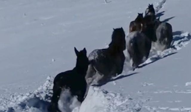 Karda mahsur kalan at ve katırlar güvenlik korucuları tarafından kurtarıldı
