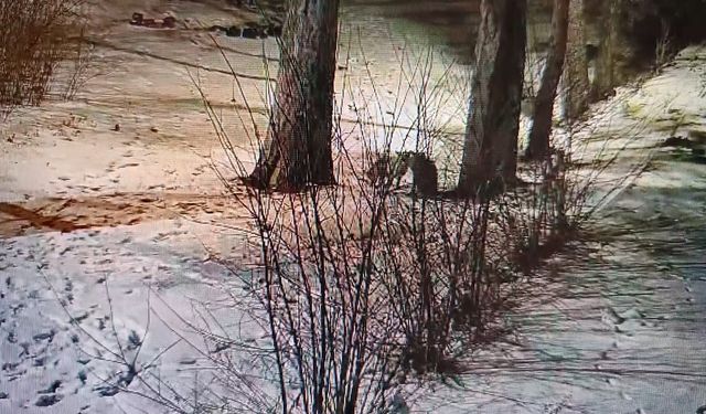 Kars'ta site bahçesinde oyuncu tilkiler görüntülendi