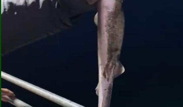 Köpekbalıkları Karadeniz'de ağlardan sonra balıkçıların oltalarına da takılmaya başladı