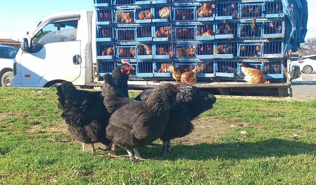 Köy köy gezerek canlı tavuk satıyor