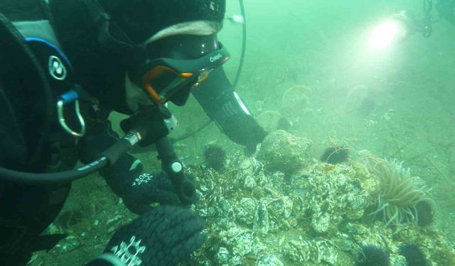 Marmara Denizi'ne kıyı kentlerin Belediye Başkanlarına dalış çağrı