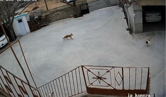 Nevşehir'de aç kalan tilki tavuklara saldırdı