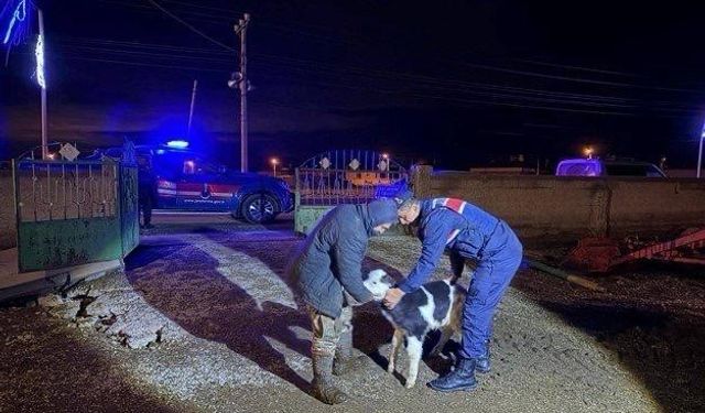 Nevşehir'de büyükbaş hayvan hırsızları jandarmadan kaçamadı