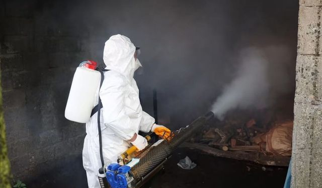 Ordu'da kahverengi kokarcaya karşı 300 binden fazla kışlak ilaçlanıyor