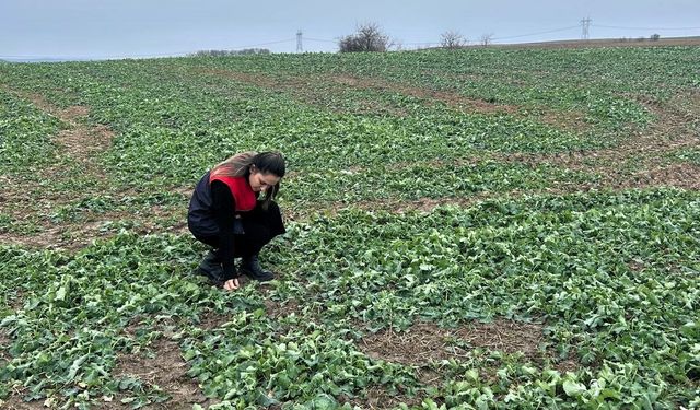 Pehlivanköy'de anıza ekim yapılan kanola tarlasında bitkinin fizyolojik gelişimi incelendi