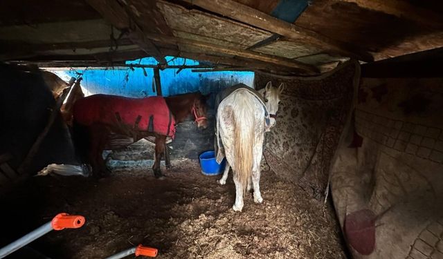 Sakarya'da otoyol kenarındaki kemikler jandarmayı at kasaplarına götürdü