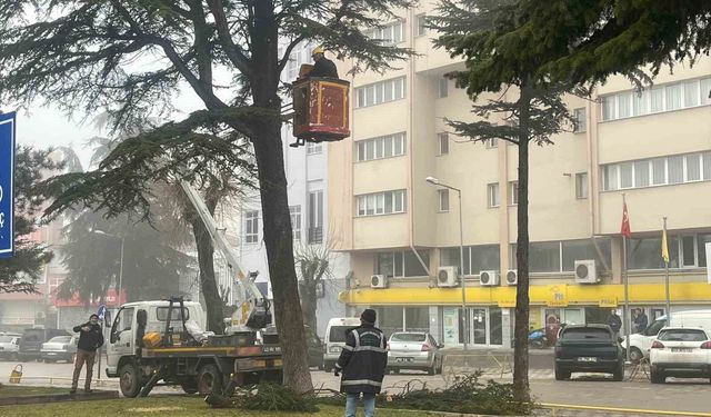 Şehir merkezinde riskli ağaçlara sepetli araçlı müdahale