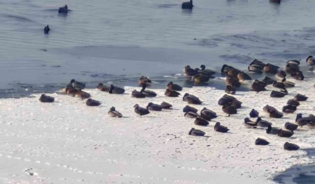 Sibirya soğukları yaban hayatını vurdu