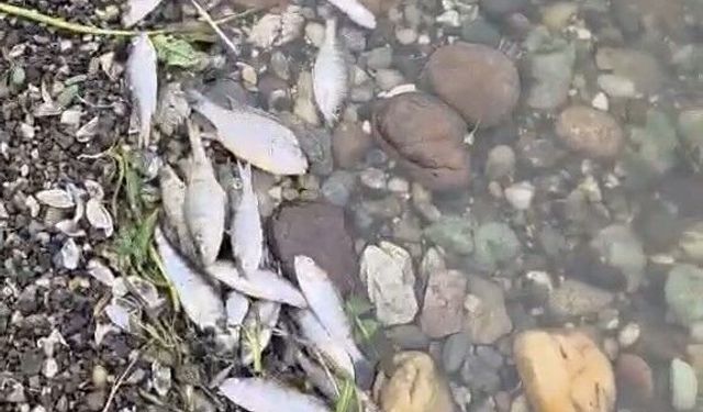 Tekirdağ Malkara'da barajda balık ölümleri tedirgin etti