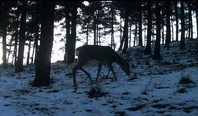 Tekirdağ'da Ganos Dağı'nda yaban hayatı fotokapana yansıdı