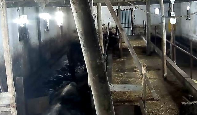 Tokat'ta ahırın çatısı çöktü