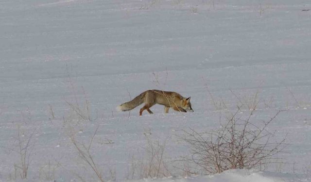 Van'da tilkilerin kar altındaki fare avı görüntülendi