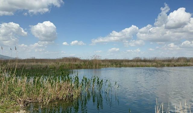 Yağışlar Eber Gölü'ne can suyu oldu, kiraz üreticisinin yüzü güldü