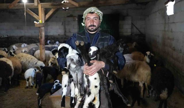 Yeni doğan kuzularla birlikte Erzincanlı besicilerde tatlı bir telaş yaşanıyor