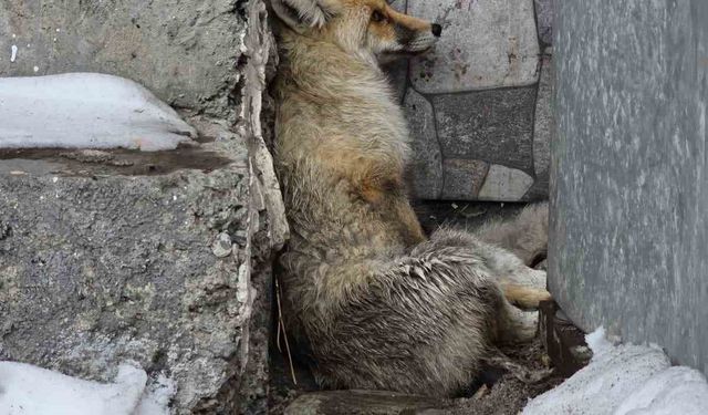 Ardahan'ın Damal ilçesinde yaralanan tilkiye belediye başkanı sahip çıktı