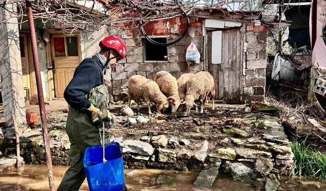 Büyükşehir ekipleri tüm canlılar için aynı özveriyle çalışıyor