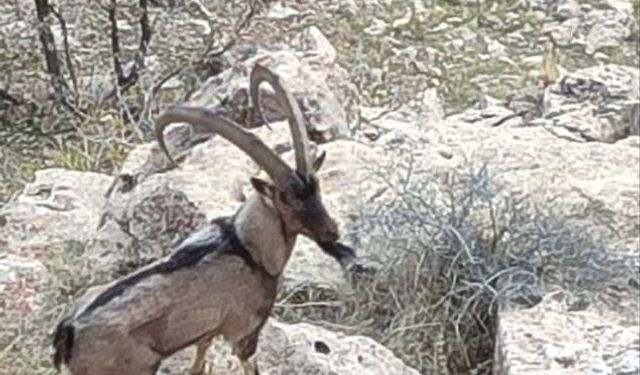 Gercüş kırsalında dağ keçisi görüntülendi