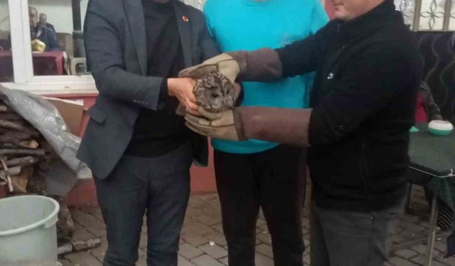 Kahvehane camına çarpan baykuş rehabilitasyona alındı