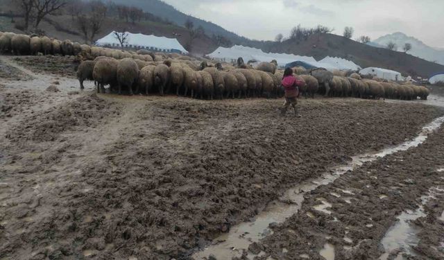 Kendisi küçük yüreği büyük: Minik Zeynep'in yeni doğan kuzuyu soğuktan korumak için gösterdiği çaba duygulandırdı