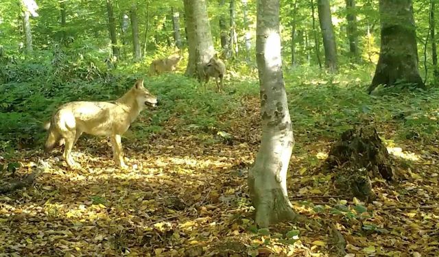 'Kurtlar konseyi' Uludağ'da toplandı