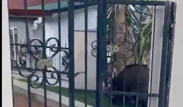 Marmaris Belediyesi'ne domuz davası