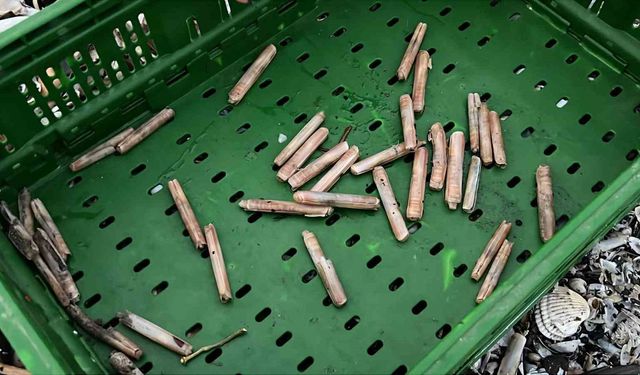 Mersin'de fırtına sonrası binlerce kargı midyesi sahile vurdu: Balıkçılar tek tek topladı